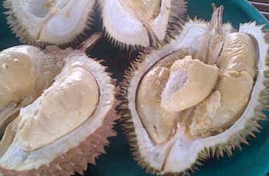 Pengembangan Sentra Durian, Pekalongan Siapkan Rp2,5 Miliar untuk Infrastruktur